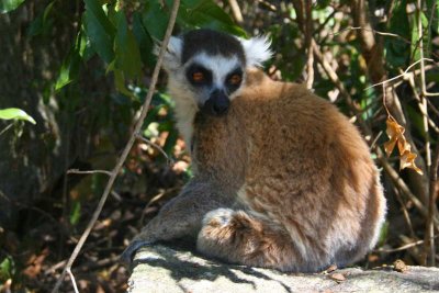 Ring-tailed Lemur, Anja Community Reserve, Madagascar