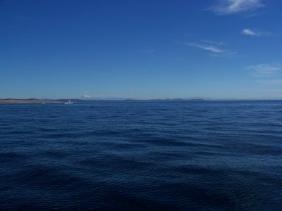 Oceans, Beaches, and Bioaccumulation: August 2006