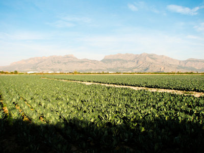 artichoke fields