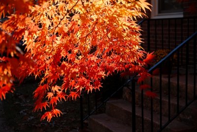 DSC_0199.jpg