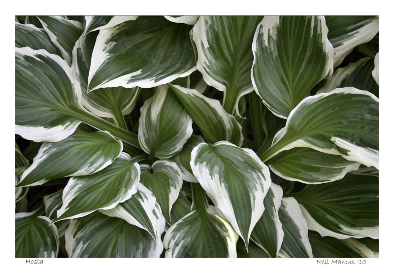 Hosta