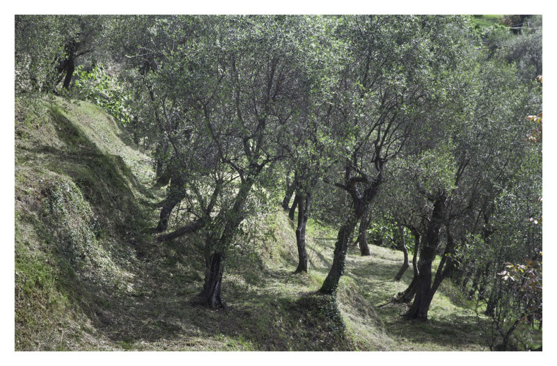 Terraced Olive trees