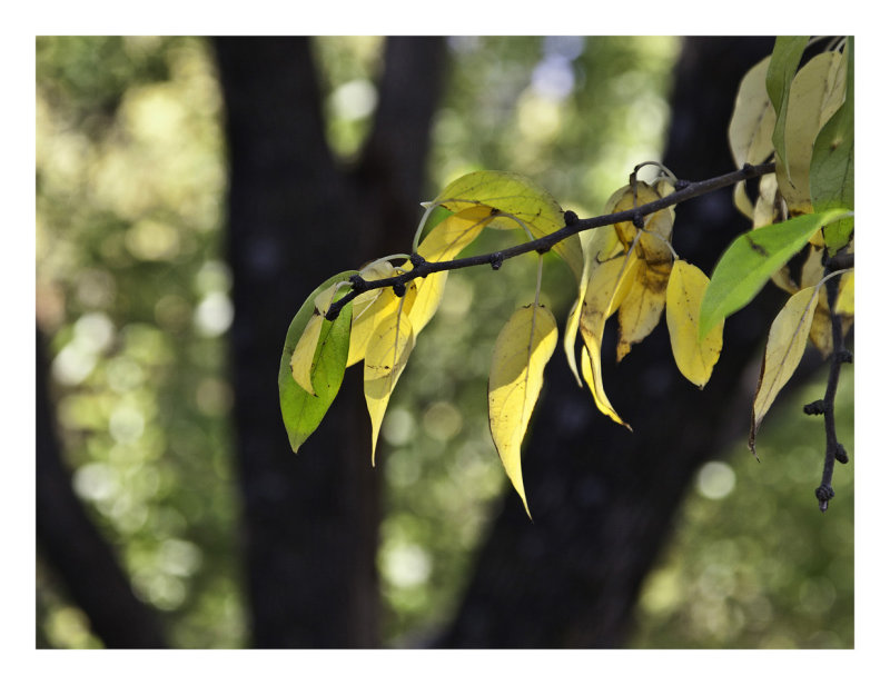 Osage Orange