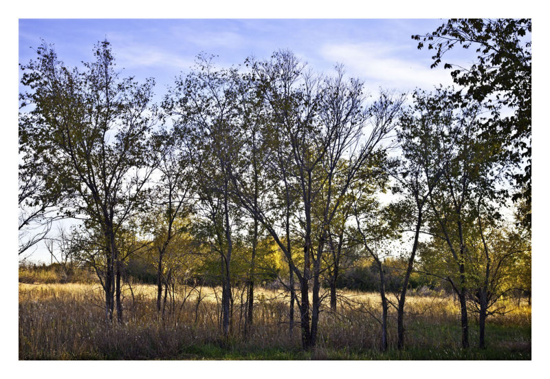 Copse