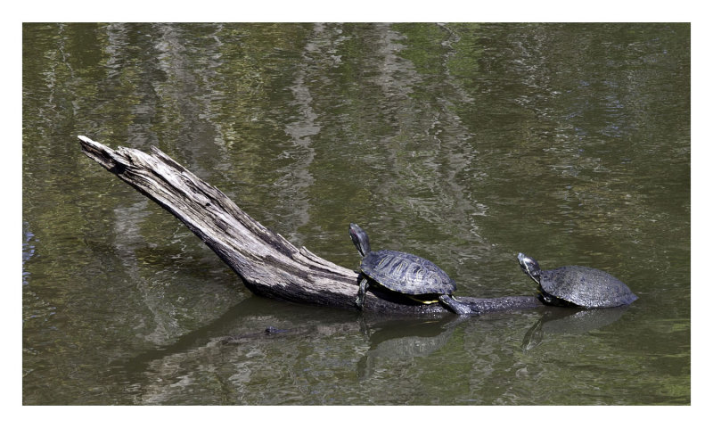 Sunning Turtles