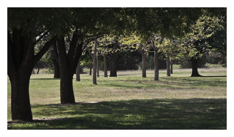 Shade tree plantings