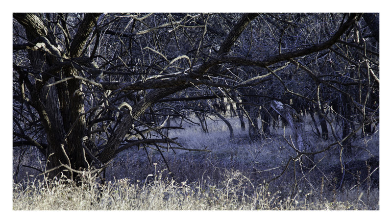 The Enchanted Forest