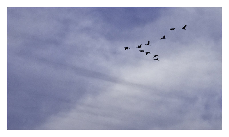 Sand hill cranes