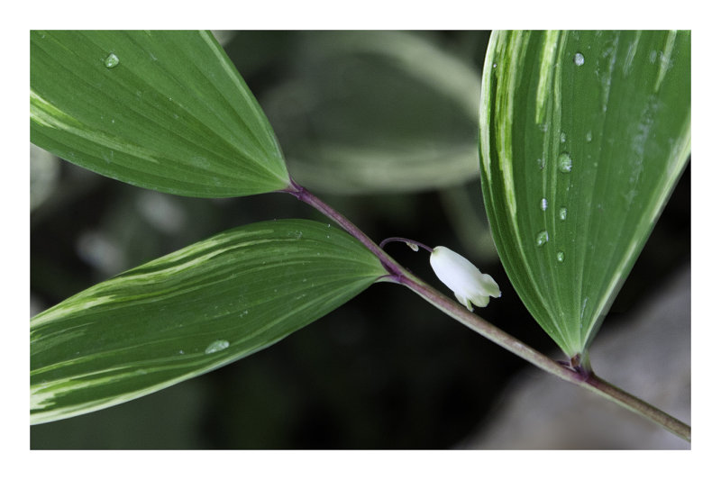 Leaf and its flower