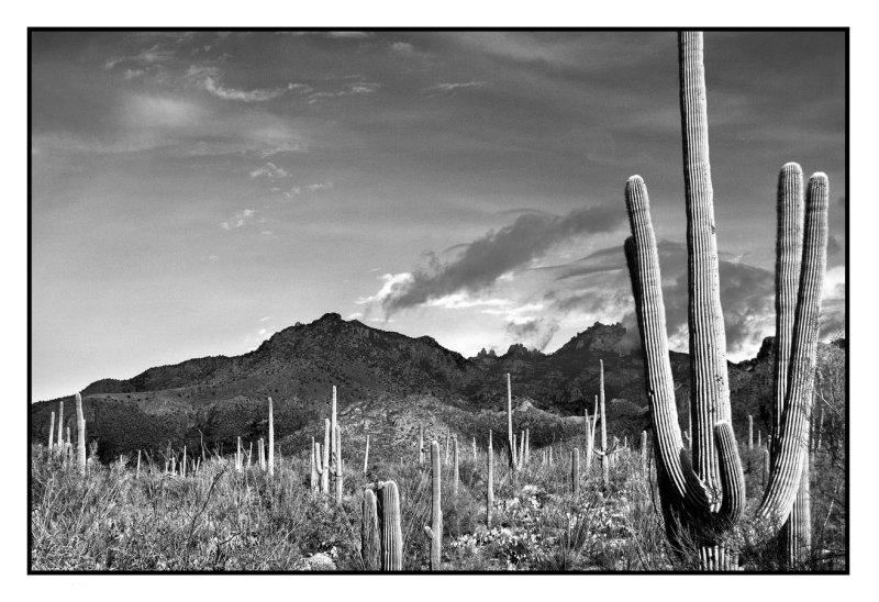 Late afternoon,  Sabino Canyon