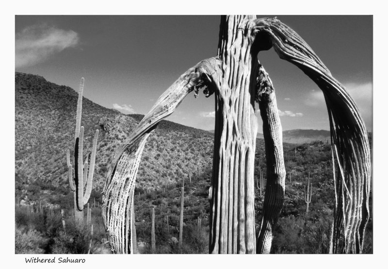 Withered Sahuaro