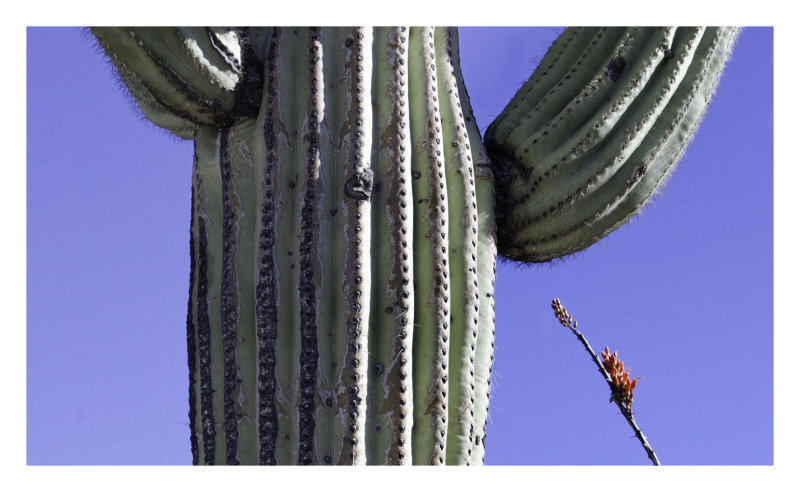 Sahauro and Ocotillo bloom