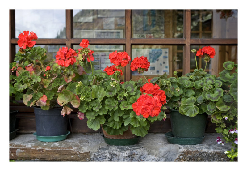 Geraniums