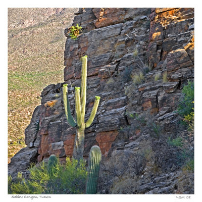 Saguaro,   Sabino Canyon , Tucson