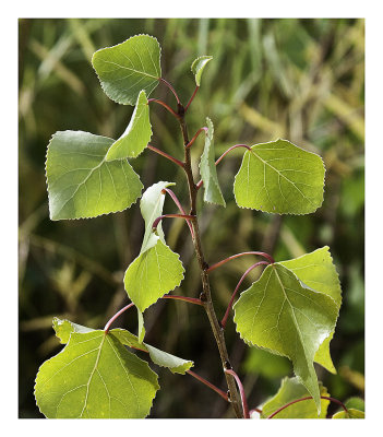 Cottonwood tree leaves