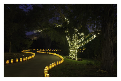 Illuminations at Botanica