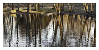 Trees reflected, Andover Lake