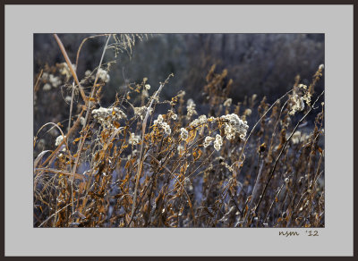 Weed seed , Prairie Pawnee Park