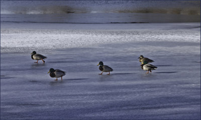 Mallard ducks.