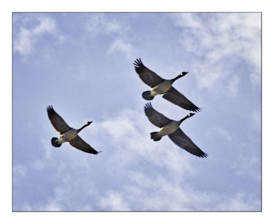 Canada Geese