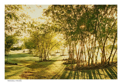 Bamboo grove,  Kauwii 1988
