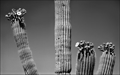 Saguaro  blooms