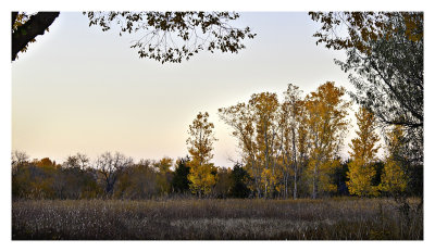 Cottonwood trees, late afternoon