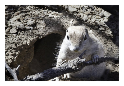 Round Tail Ground Squirrel