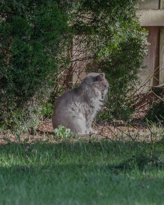 Cats in the Yard, Nov 26 2012