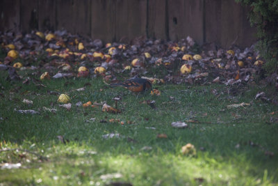 Critters in the Yard, Nov 26 2012