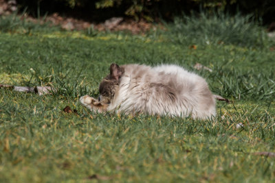 Cat With Long Reach, Feb 23, 2013