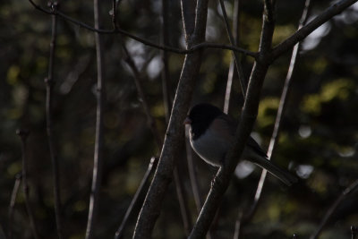 Shooting the Birds February 23 2013