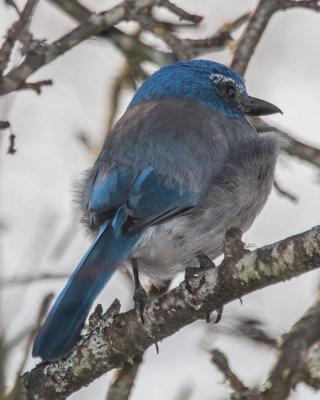 Shooting the Birds February 23 2013