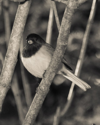 Feb 23 2013 Bird Tests-002-2.jpg