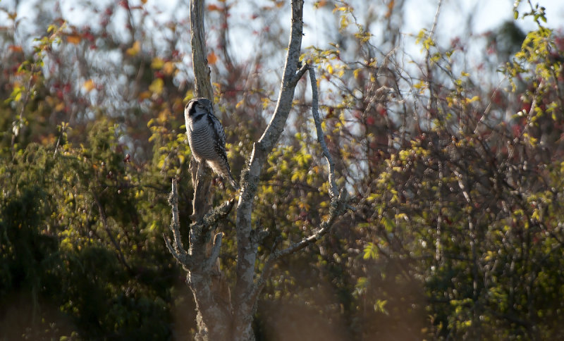 Hawk Owl  0235.jpg