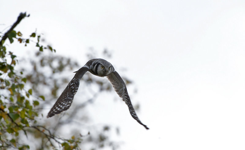Hawk Owl  0279.jpg