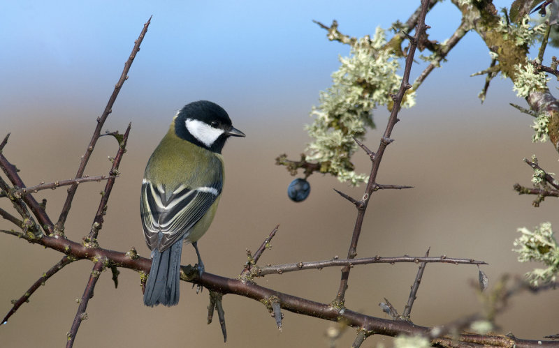 Great Tit  1888.jpg