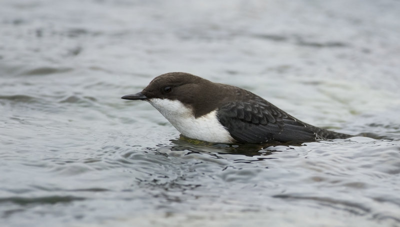 Dipper  2330.jpg