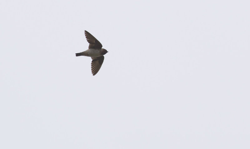 American Cliff Swallow  4564.jpg