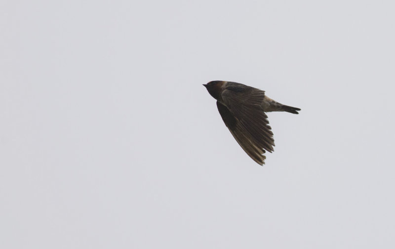 American Cliff Swallow  3693.jpg