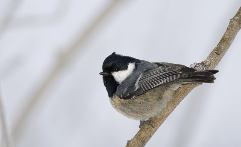 Coal Tit  8246.jpg