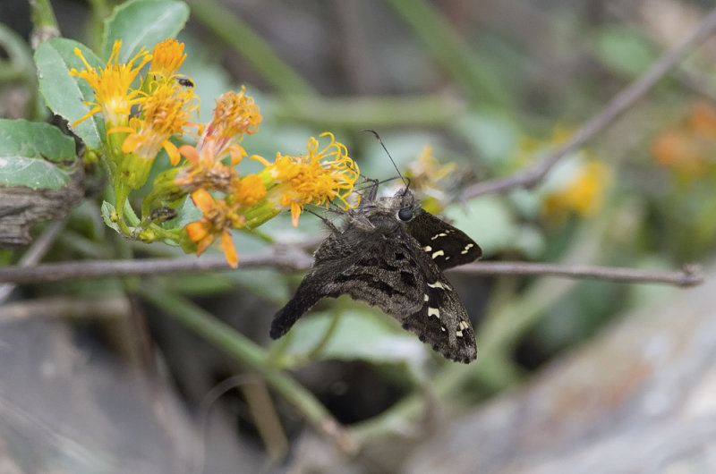 Butterfly  4543.jpg
