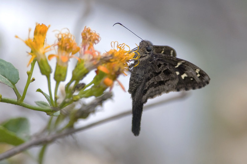Butterfly  4548.jpg