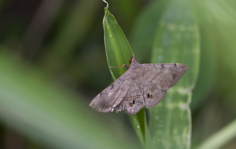 Erebidae; Eulepidotinae; Panopodini; Anticarsia gemmatilis?  3065.jpg