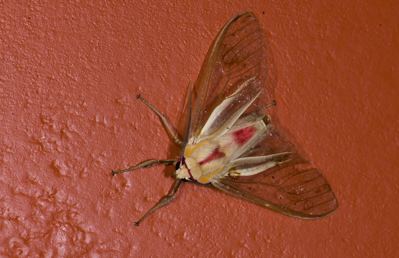 Erebidae; Arctiinae; Amastus rubridorsata?  9582.jpg