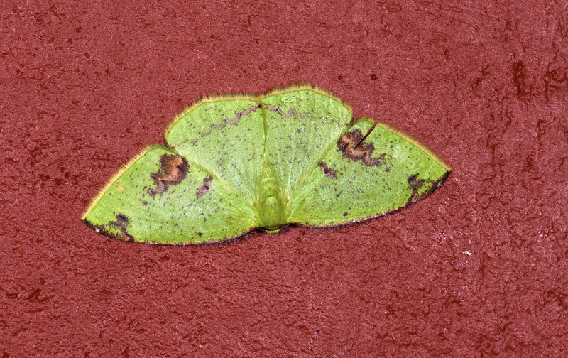 Geometridae; ?  9669.jpg