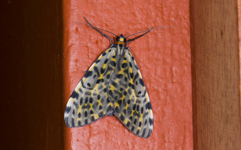 Geometridae; Larentiinae; Graphidipus sp.?  9693.jpg