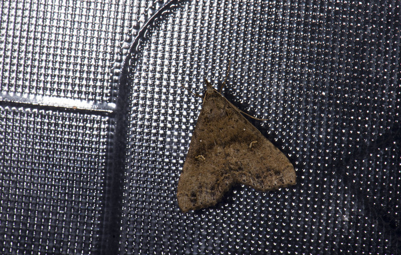 moth  0829.jpg