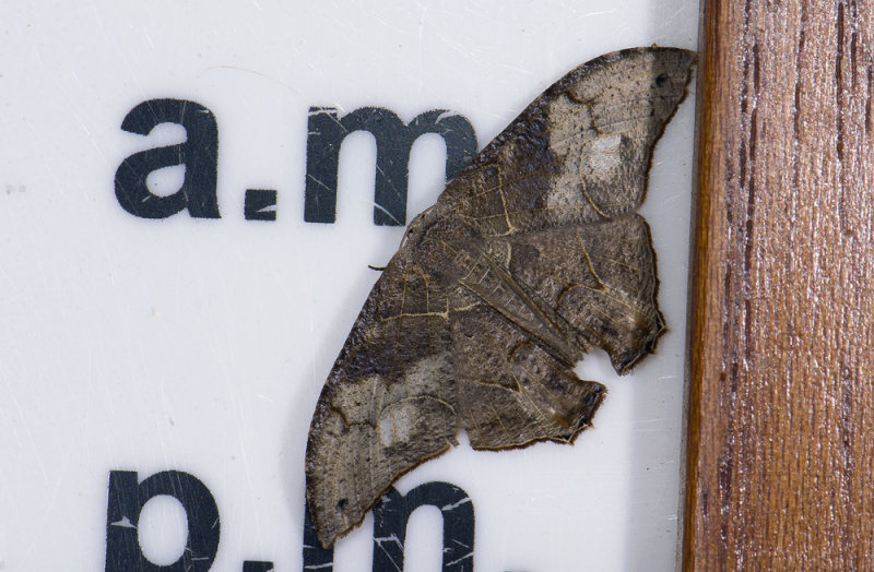 Uraniidae; Epipleminae; Syngria druidaria?  1070.jpg