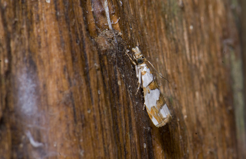 Tortricidae; ?  9874.jpg